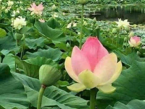 Ban chấp hành công đoàn nhà máy